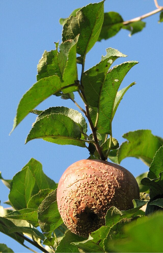 Betegségek és kártevők - monília