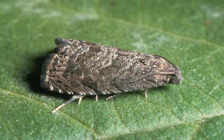 Betegségek és kártevők - gyümölcsmoly