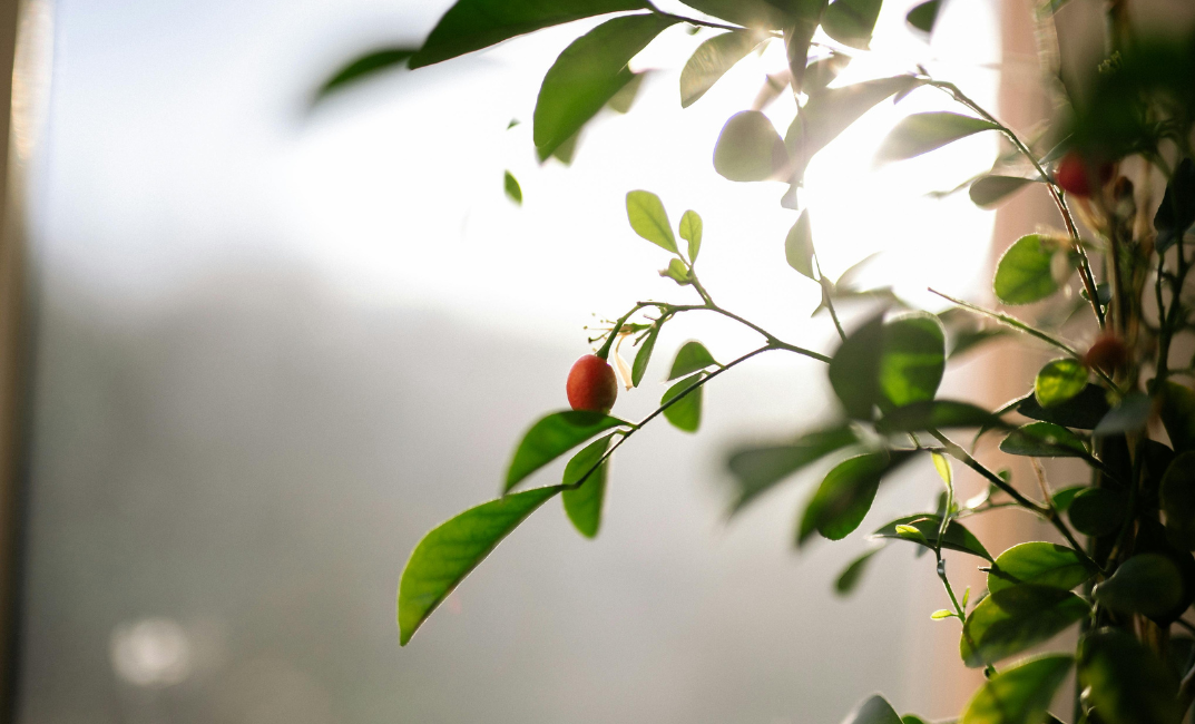 Légy elleni permetezés és védekezés: teljeskörű szakmai útmutató 
